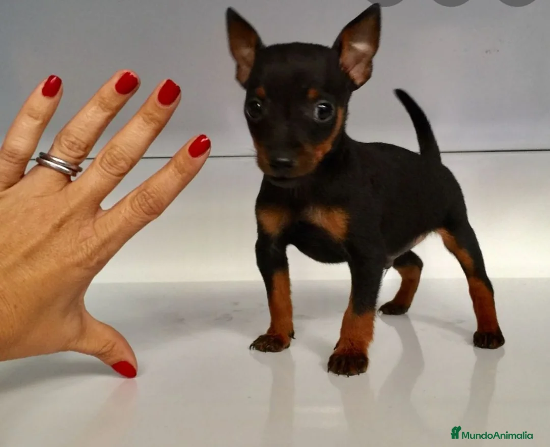 Ratón de Praga perros en venta: Ratón de Praga  - Anuncio 2