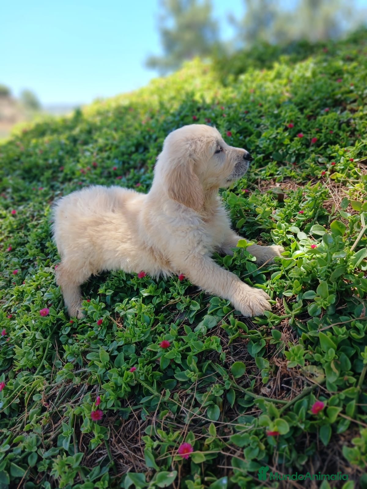 Golden Retriever perros GOLDEN RETRIEVER  - Anuncio 1
