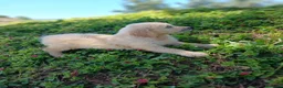 Golden Retriever perros en venta: GOLDEN RETRIEVER  - Anuncio 1