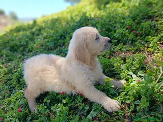 Golden Retriever perros GOLDEN RETRIEVER - Anuncio 1