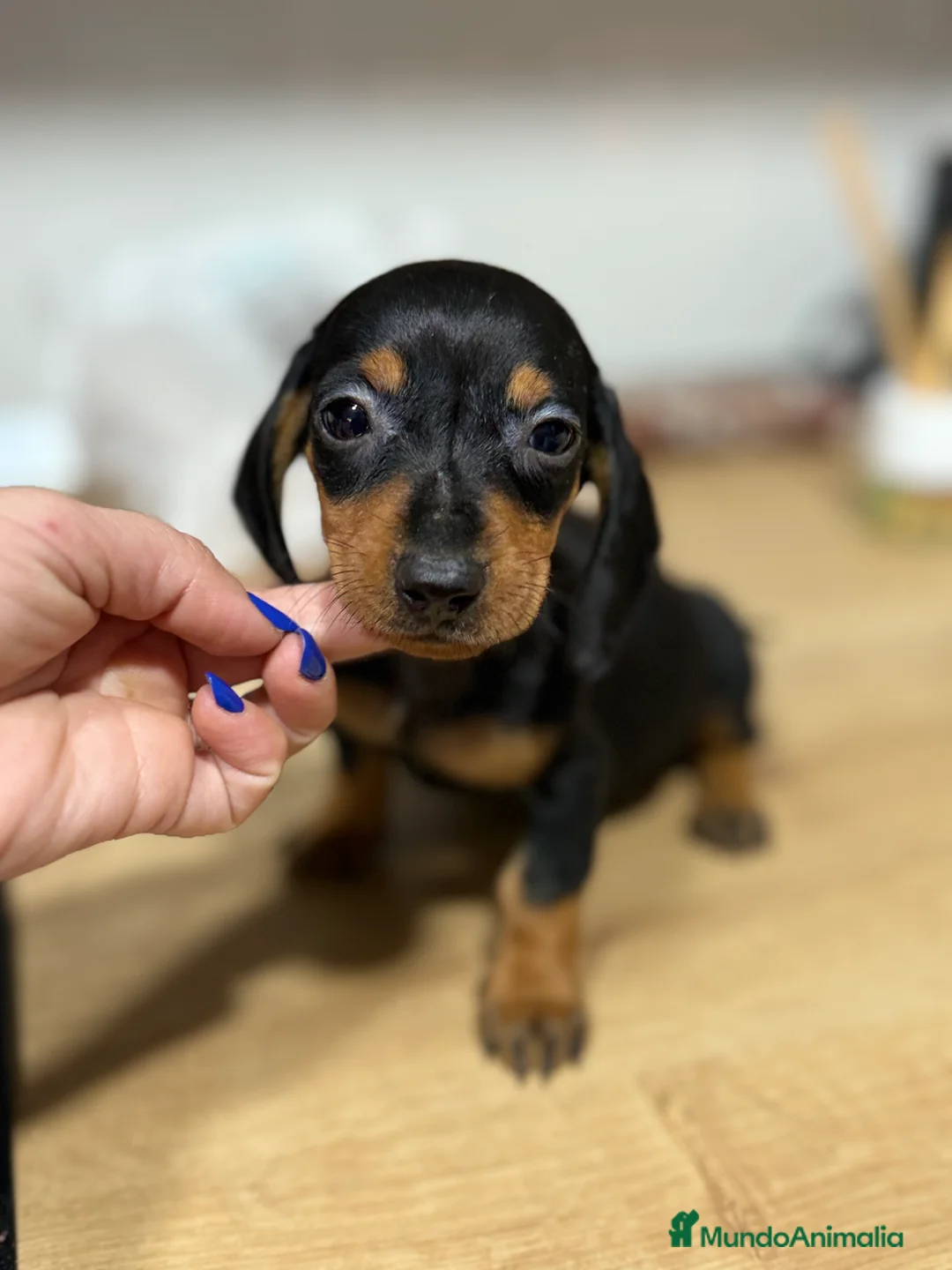 Teckel Miniatura perros en venta: 2 hembras teckel kanichen negras y fuego  - Anuncio 3