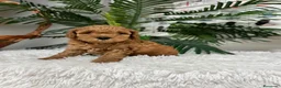Caniche Enano perros en venta: CANICHE ENANO - Anuncio 19