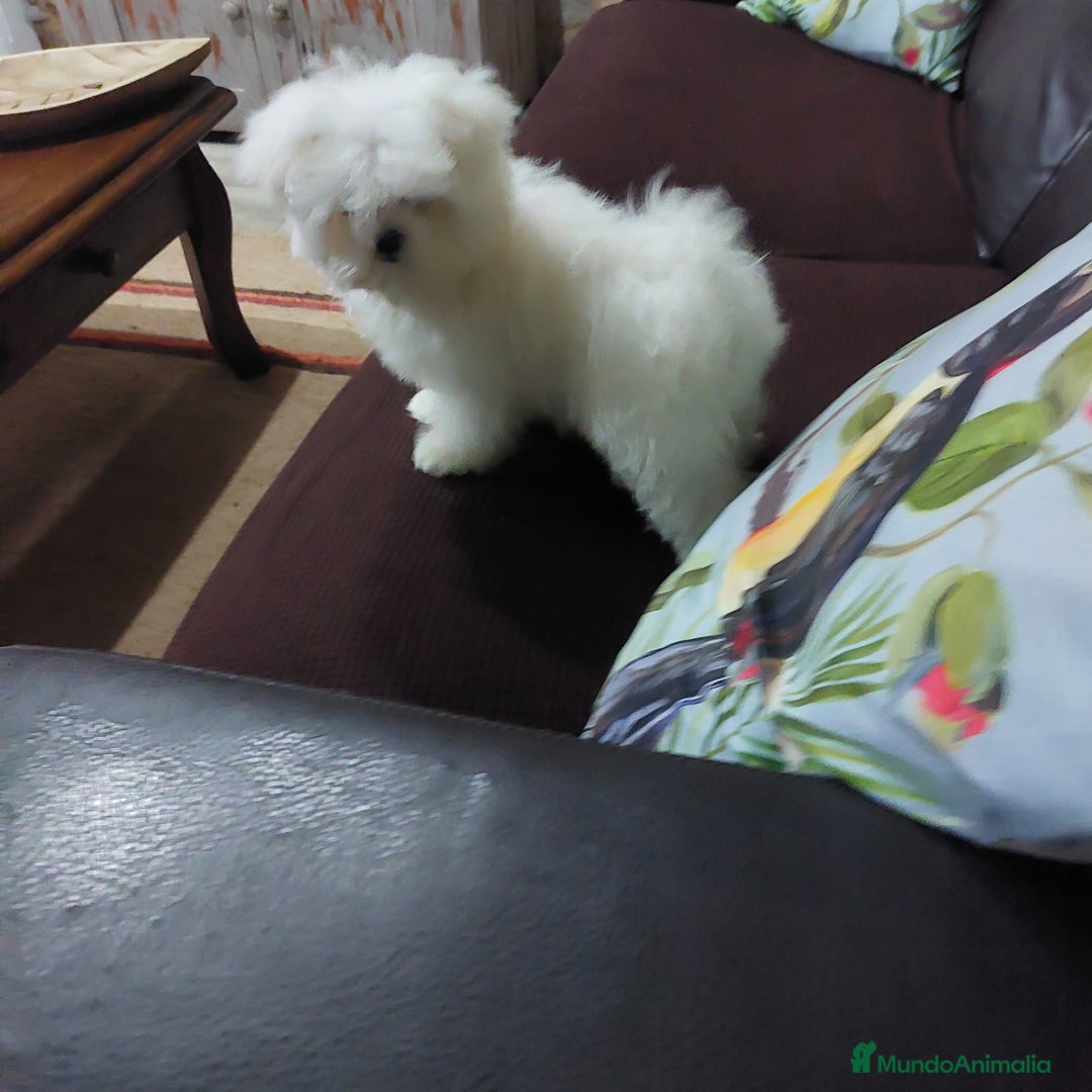 Bichón Maltés perros en venta: Bichon maltes - Imagen 2