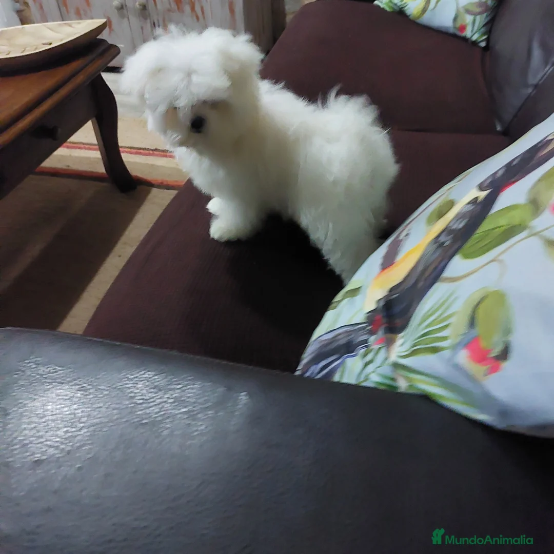 Bichón Maltés perros en venta: Bichon maltes - Anuncio 2