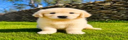 Golden Retriever perros en venta: Golden Retriever  - Anuncio 1