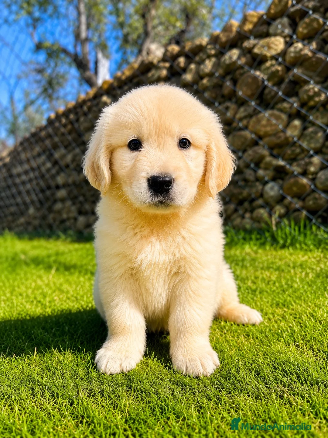 Golden Retriever perros en venta: Golden Retriever  - Anuncio 1