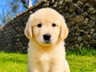 Golden Retriever perros Golden Retriever - Anuncio 1