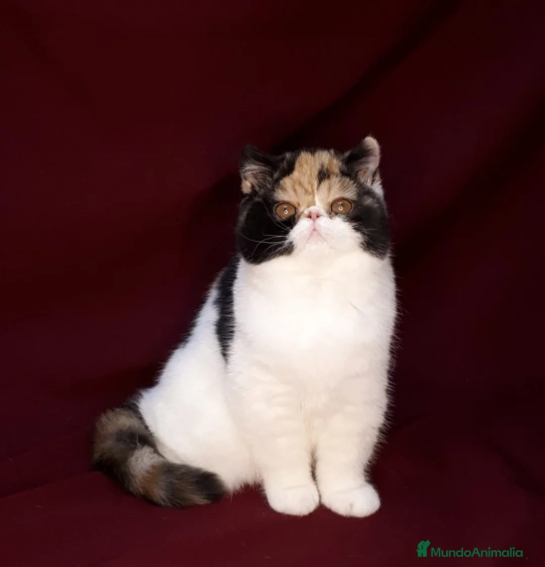 Imagen de galería {{count}}