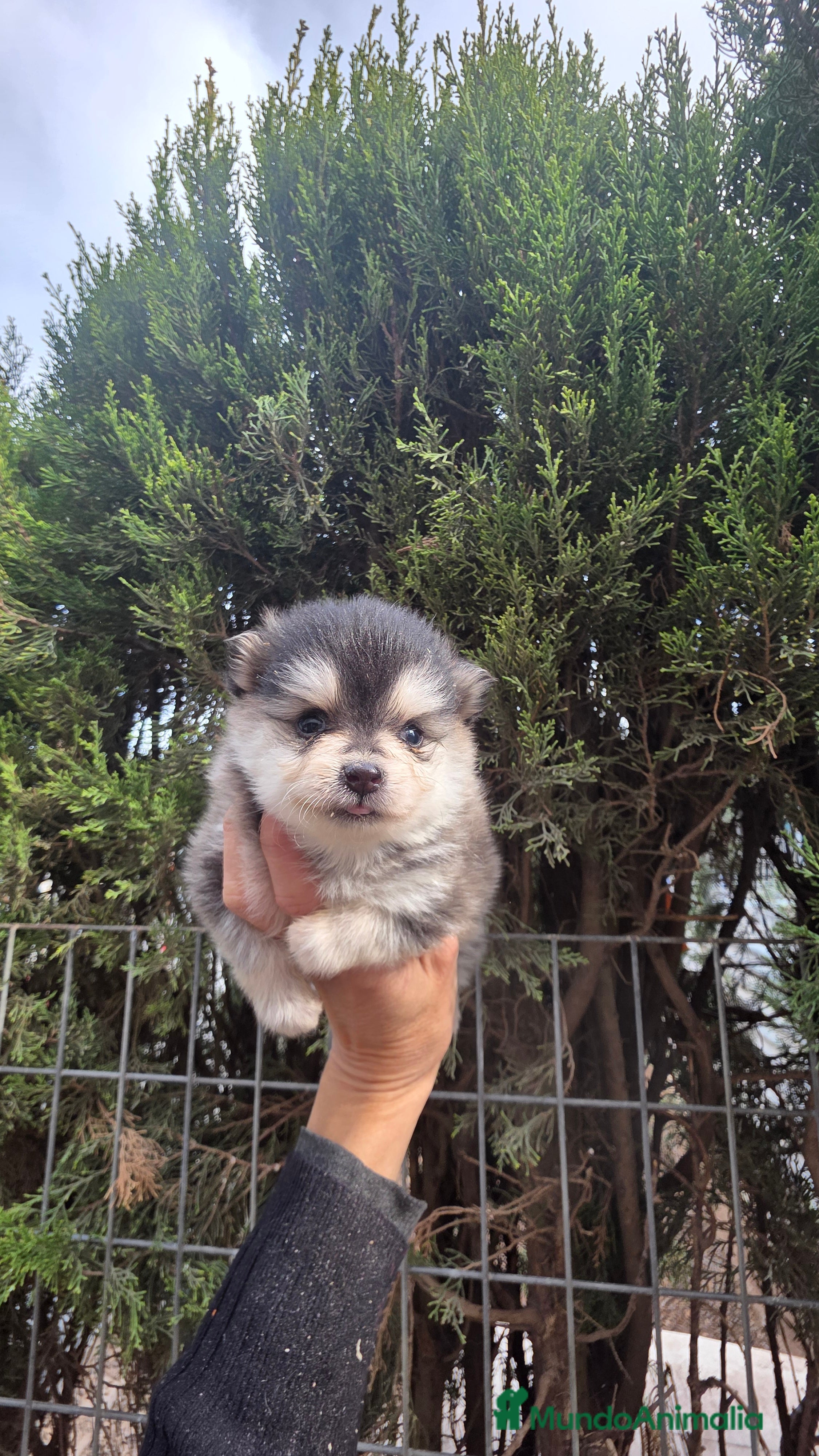 Pomsky perros Pomsky miniatura - Anuncio 1
