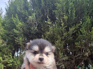Pomsky perros Pomsky miniatura - Anuncio 28