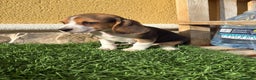 Beagle perros en venta: Preciosos cachorros de Beagle  - Anuncio 26