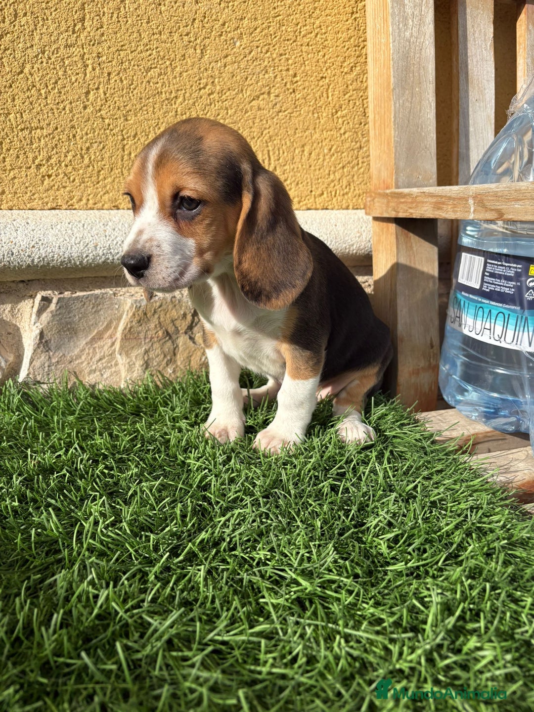 Beagle perros en venta: Preciosos cachorros de Beagle  - Anuncio 26