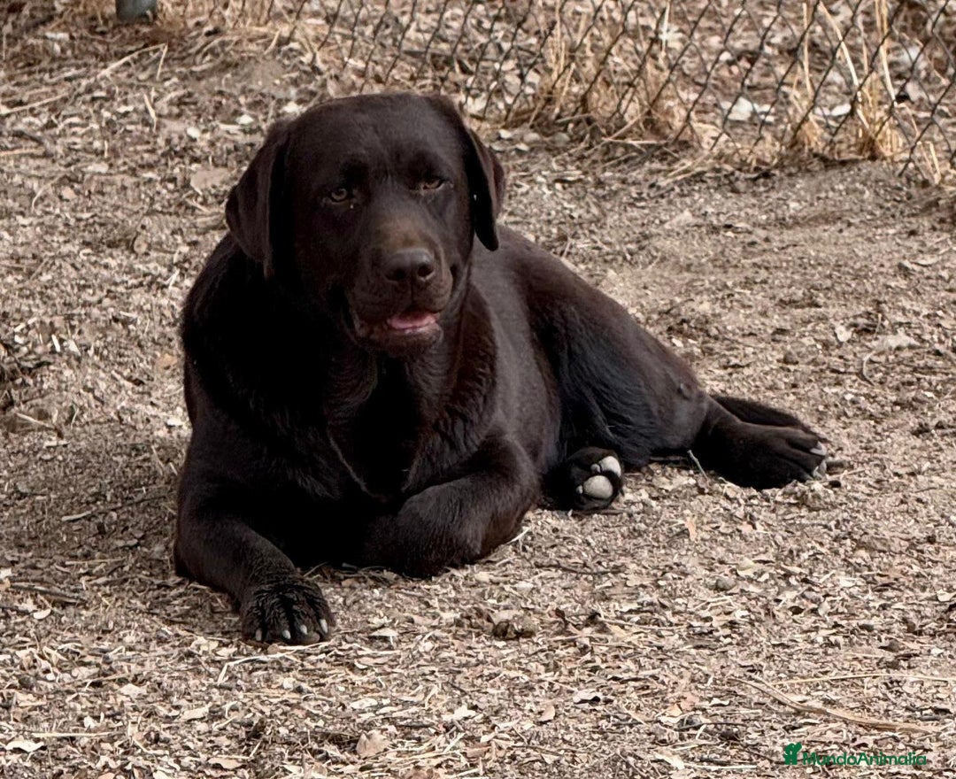 Labrador Retriever perros en venta: Labrador chocolate  - Imagen 6