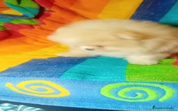 Pomerania perros en venta: Preciosos cachorros de pomerania boo - Imagen 2