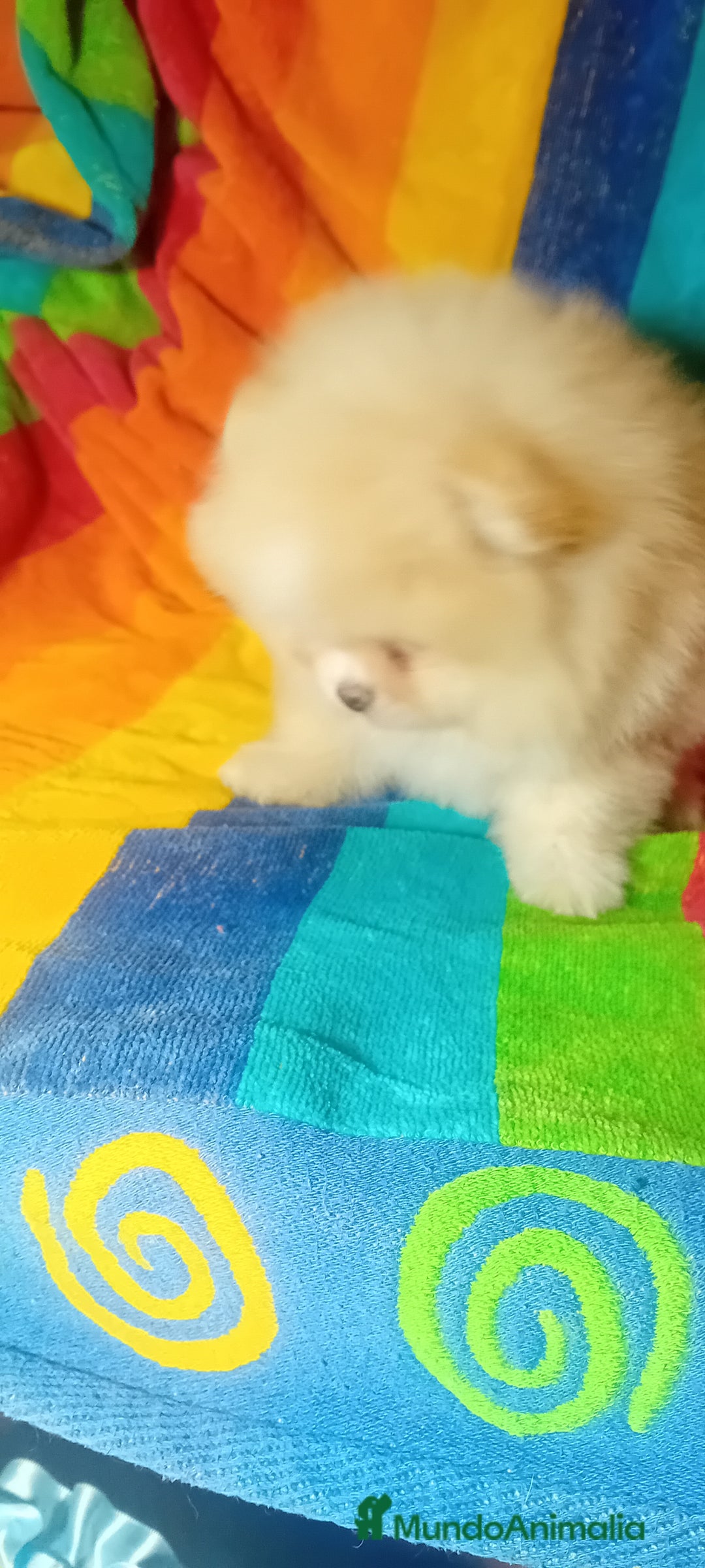 Pomerania perros en venta: Preciosos cachorros de pomerania boo - Imagen 2