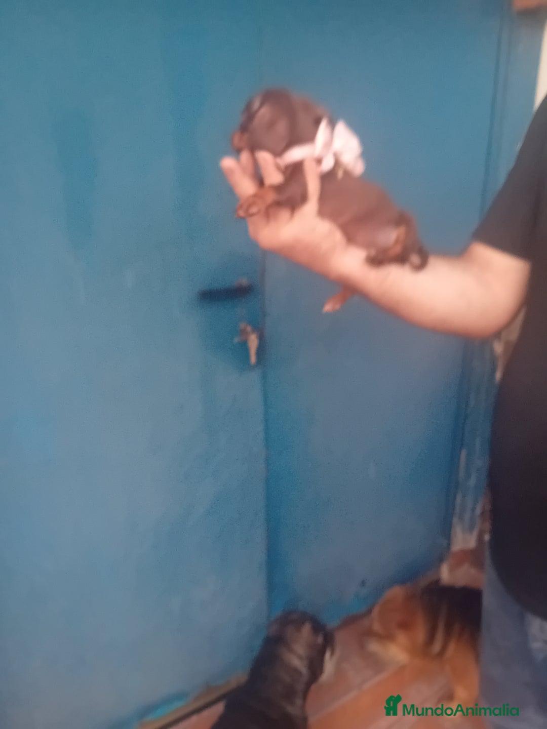 Teckel Miniatura perros en venta: hembritas cachorras de teckel  kaninchen  - Imagen 3