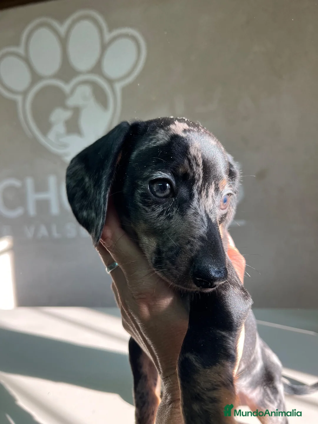Teckel perros en venta: Teckel Arlequin  - Anuncio 11