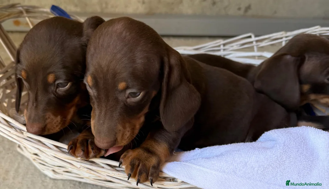 Teckel Miniatura perros en venta: TECKEL MINIATURA  en Madrid - Anuncio 1