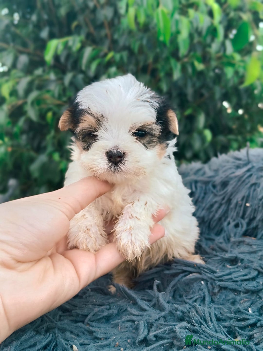 Raza Mixta perros en venta: Cachorritos de malvis - Imagen 4