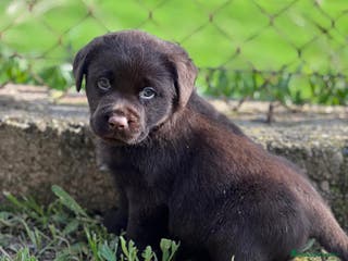 Labrador Retriever perros LABRADOR CHOCOLATE DISPONIBLES en Barcelona - Anuncio 23
