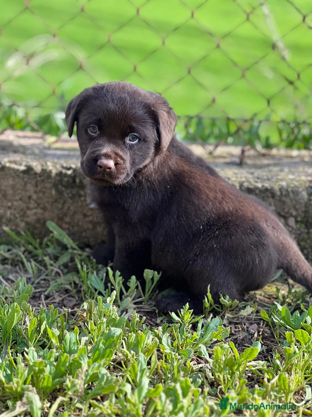 Labrador Retriever perros en venta: LABRADOR CHOCOLATE DISPONIBLES en Barcelona - Anuncio 1