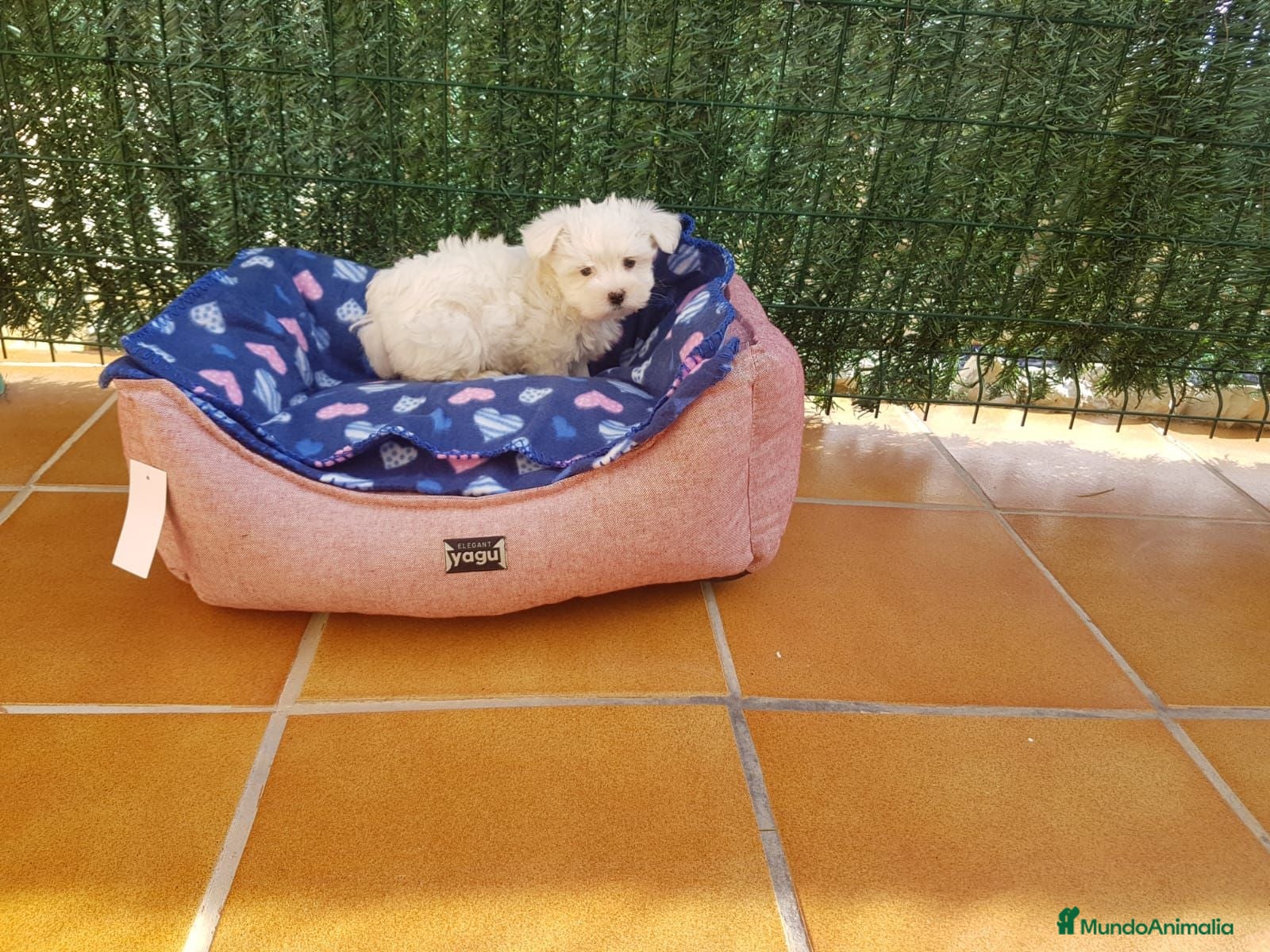 Bichón Maltés perros Bichón Maltés  - Anuncio 1