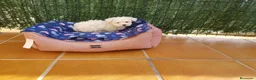 Bichón Maltés perros en venta: Bichón Maltés  - Anuncio 1