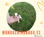 Chihuahua Cachorro 4