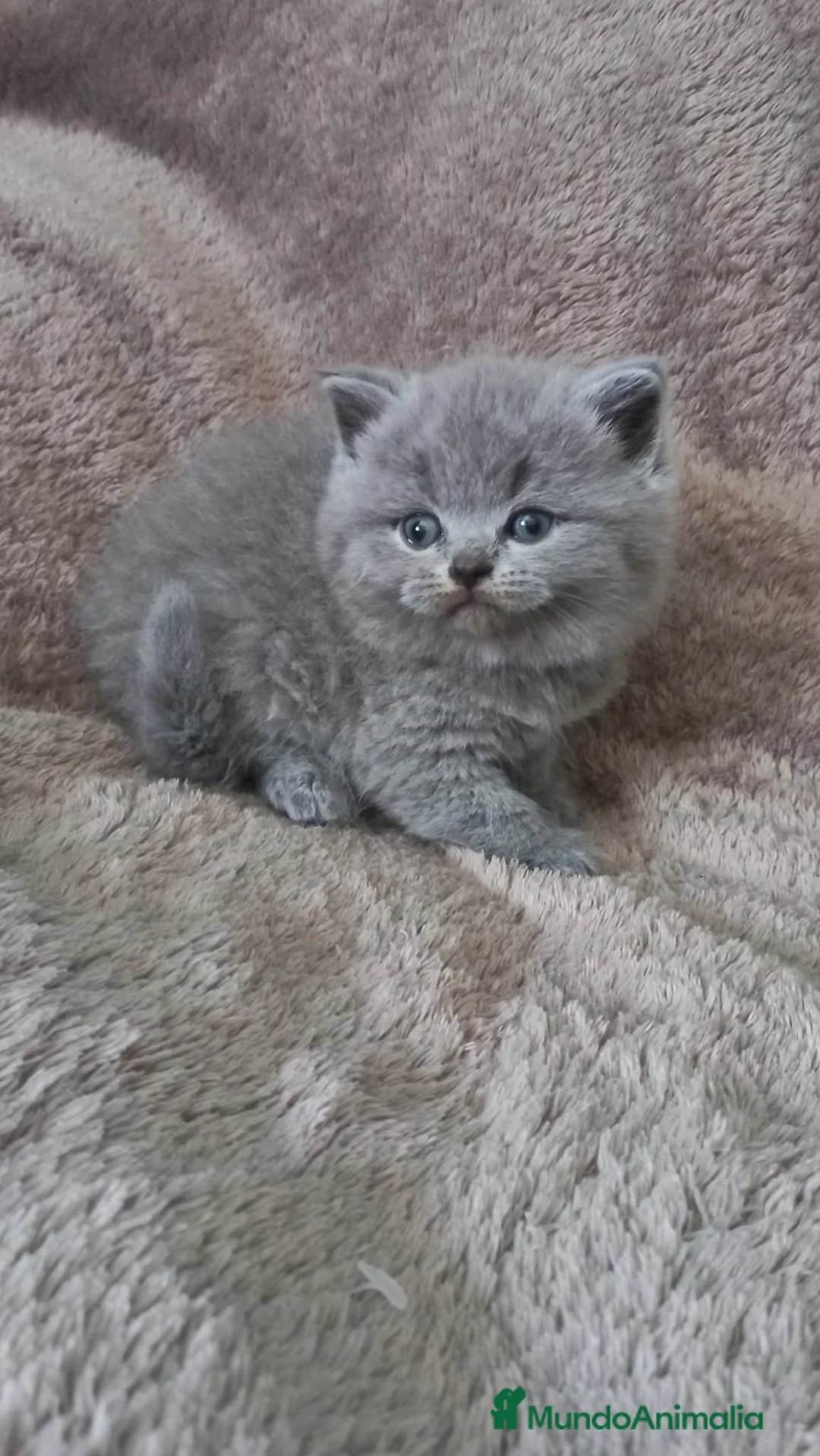 Británico de Pelo Corto gatos en venta: British shorthair  - Anuncio 2