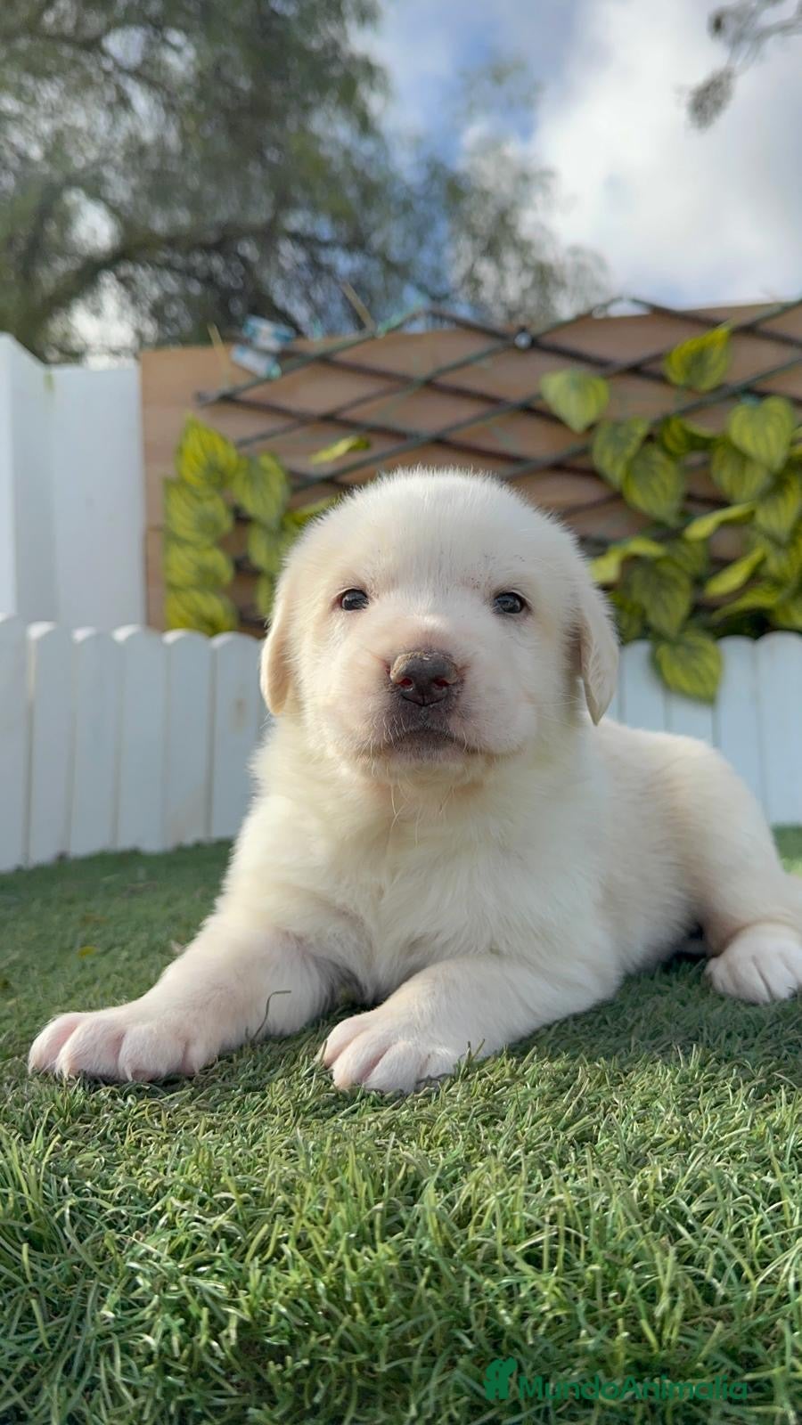 Mastín Español perros MASTIN ESPAÑOL - Anuncio 1