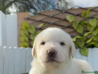 Mastín Español perros MASTIN ESPAÑOL - Anuncio 3