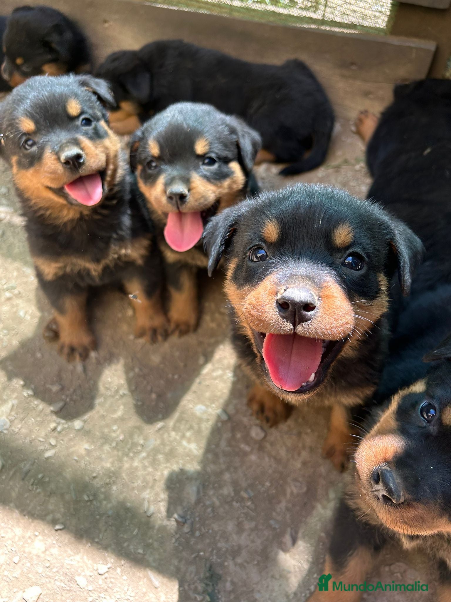 Rottweiler perros Rotwailer  - Anuncio 33