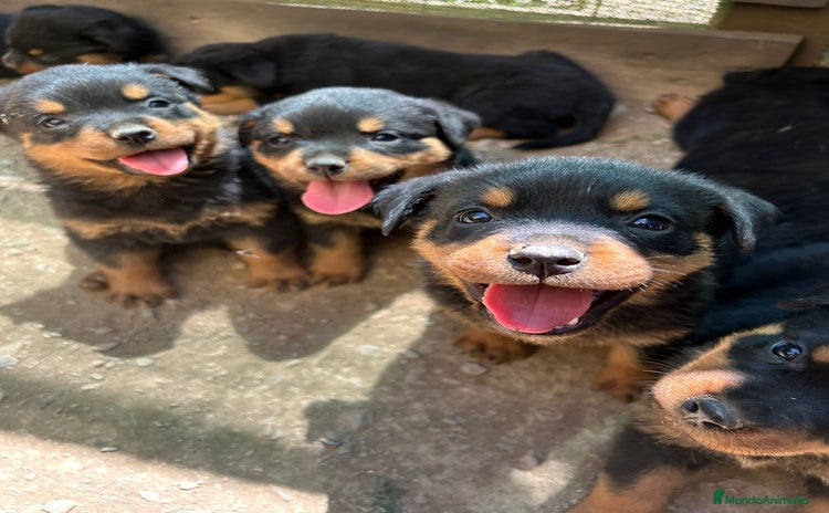 Rottweiler perros - Propaganda 1