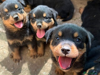 Rottweiler perros - Anuncio 1