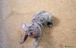 Bulldog Francés perros para monta: Bulldog frances - Imagen 2