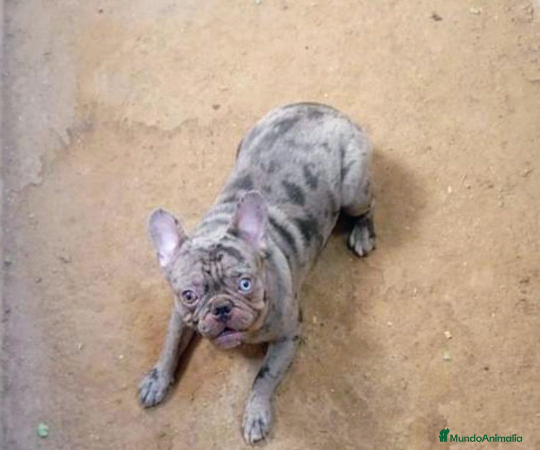 Bulldog Francés perros para monta: Bulldog frances - Imagen 2