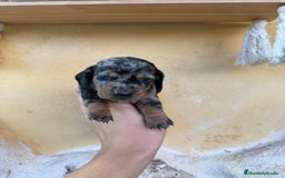 Teckel Miniatura perros en venta: Teckel Kaninchen - Imagen 4