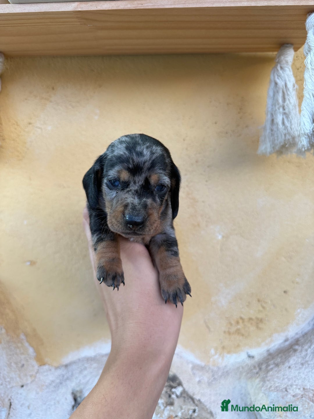 Teckel Miniatura perros en venta: Teckel Kaninchen - Imagen 4