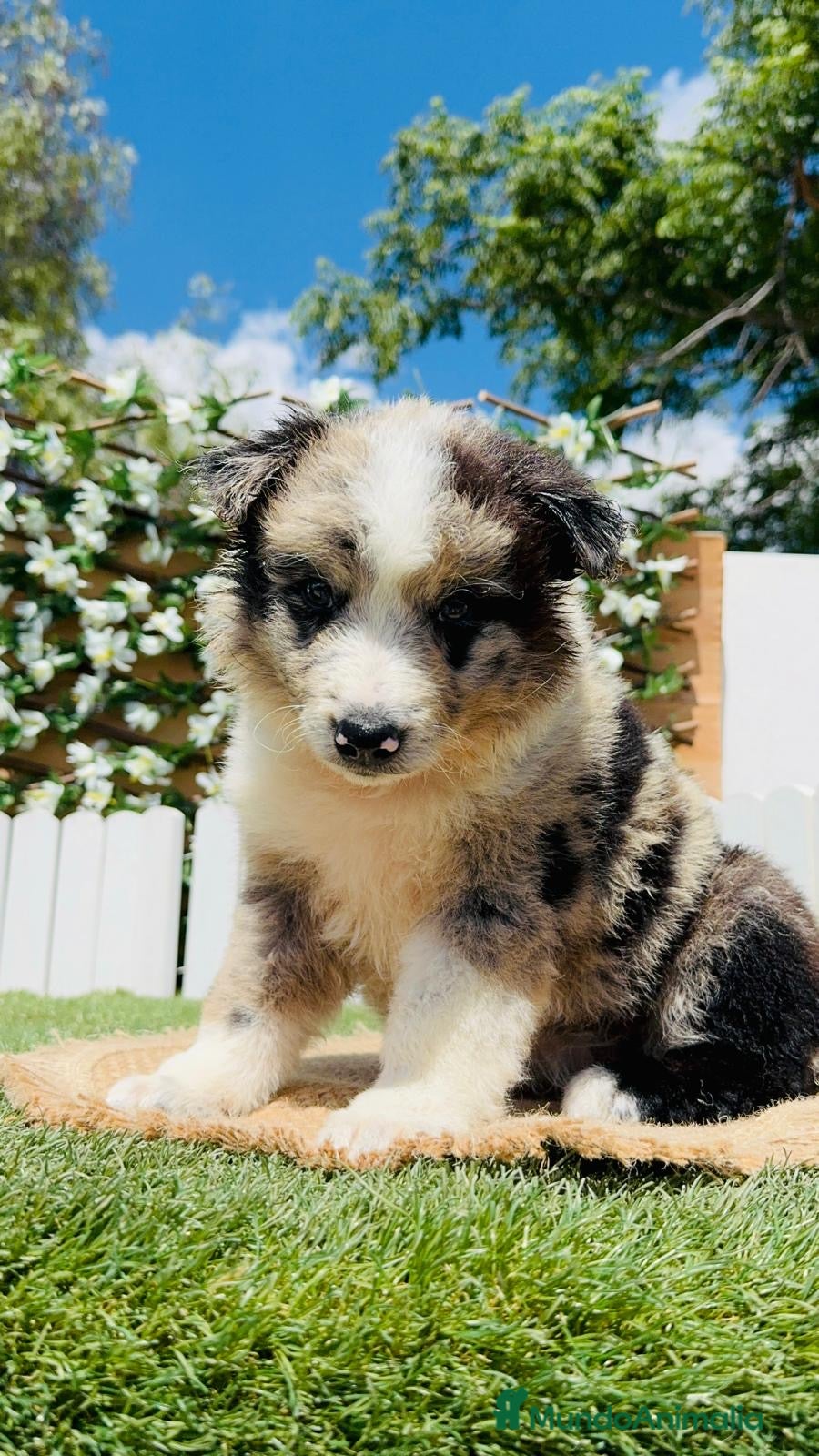 Border Collie perros BORDER COLLIE 🎀 - Anuncio 1