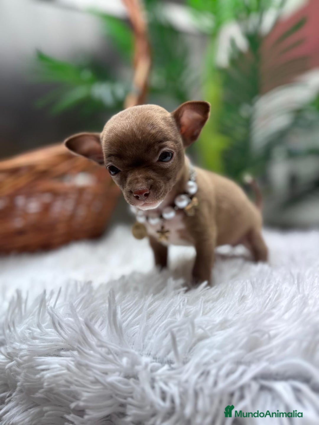 Chihuahua perros en venta: CHIHUAHUA HEMBRA - Anuncio 7