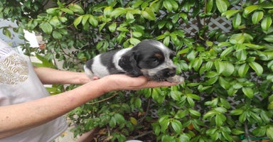 Cocker Spaniel Inglés perros - Anuncio 4