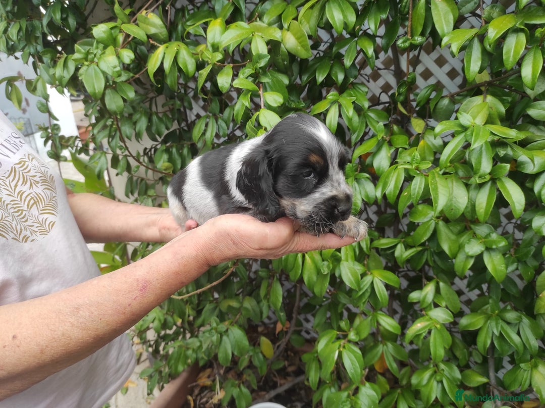 Cocker Spaniel Inglés perros en venta: Cocker spaniel ingles  - Imagen 3