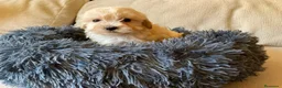 Maltipoo perros en venta: Maltipoo - Anuncio 4