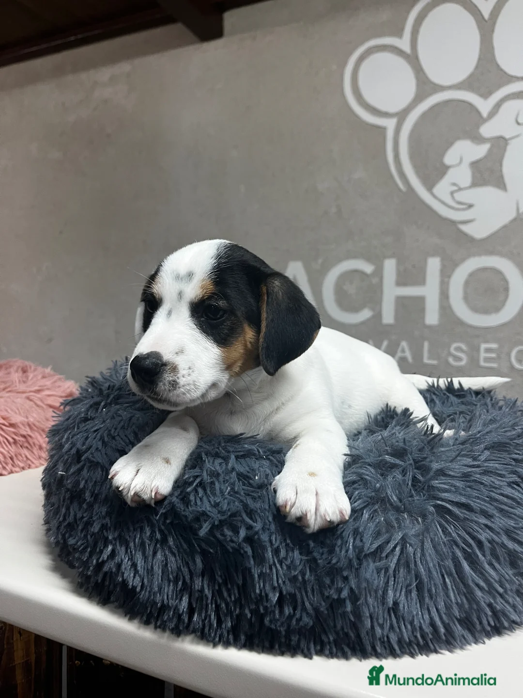 Jack Russell Terrier perros en venta: jack Russell terrier - Anuncio 2