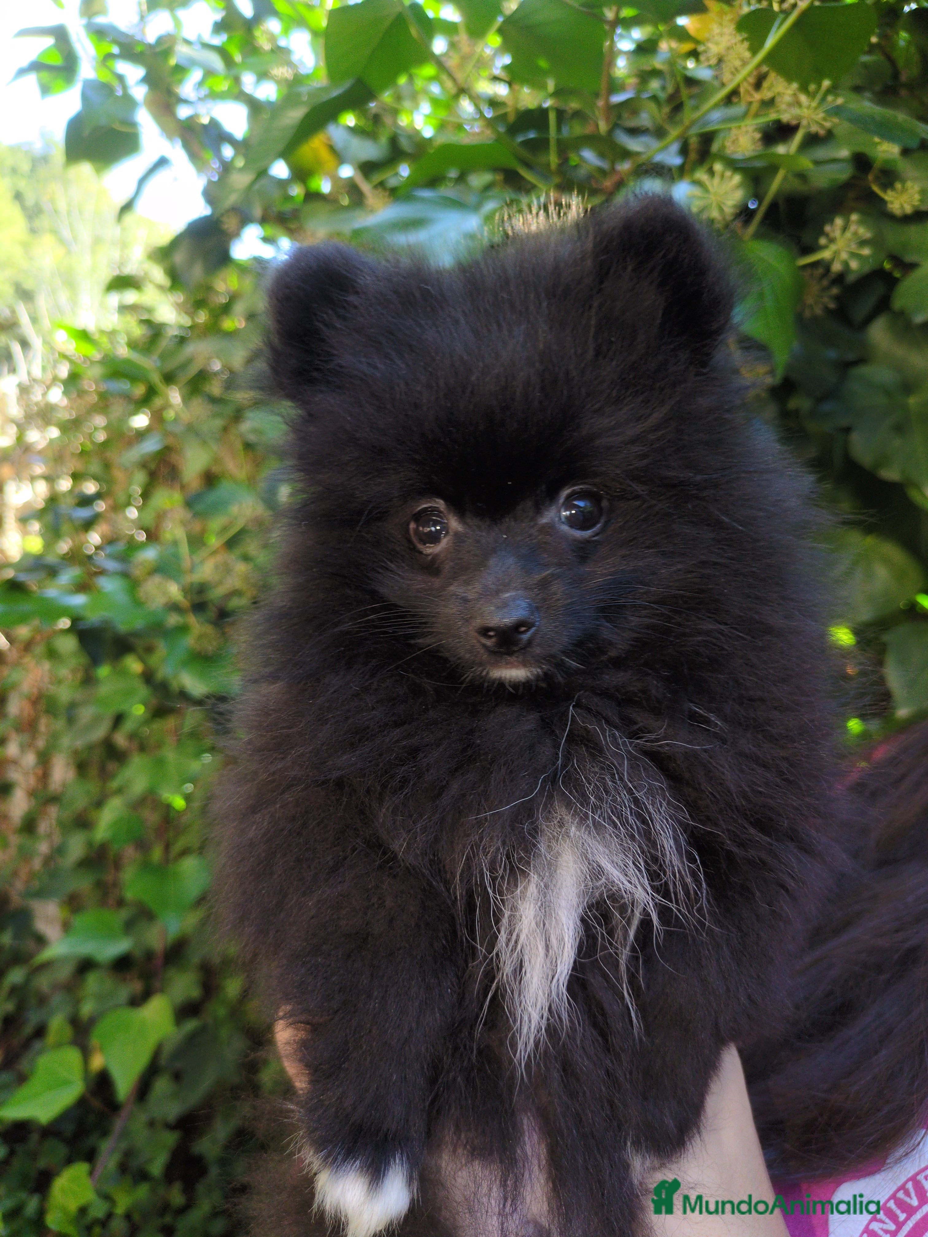 Pomerania perros Camada de pomerania - Anuncio 2