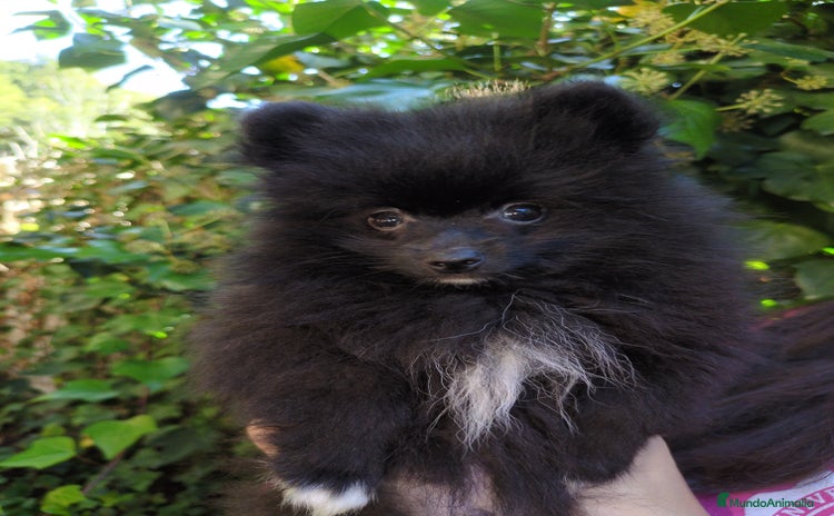 Pomerania perros - Anuncio 2