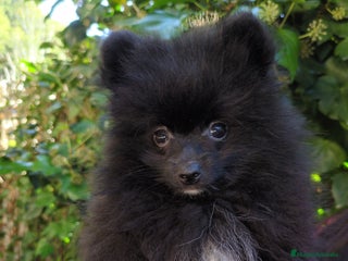 Pomerania perros - Anuncio 2
