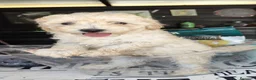Caniche Toy perros en venta: Caniches toy  - Anuncio 3