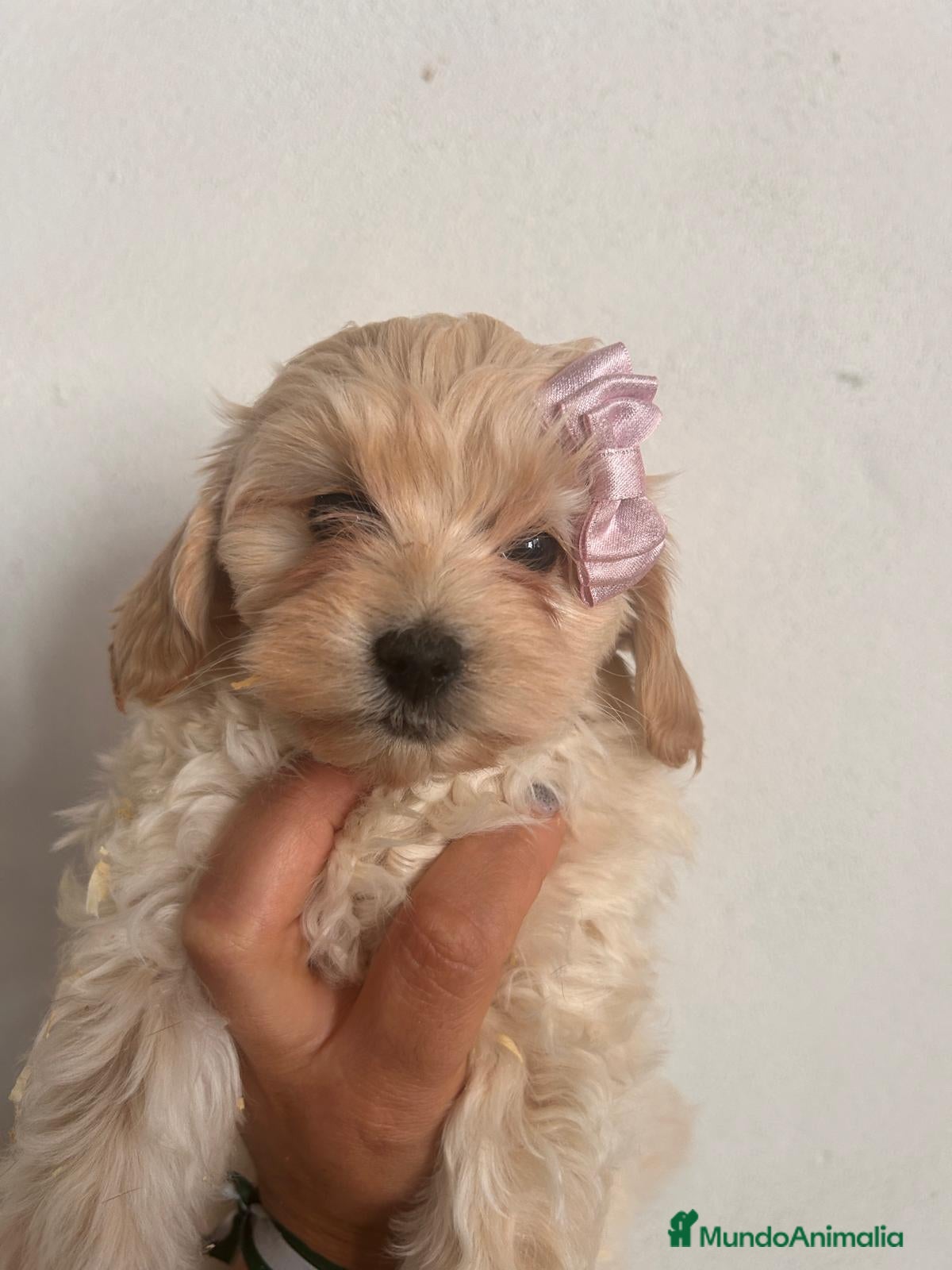 Maltipoo perros Maltipoo 628789235 - Anuncio 6