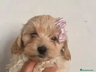 Maltipoo perros Maltipoo 628789235 - Anuncio 6